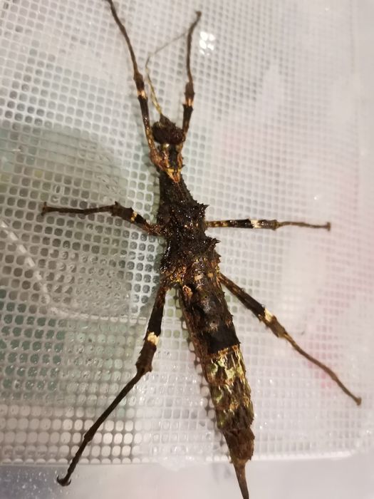 Палочники неожиданный