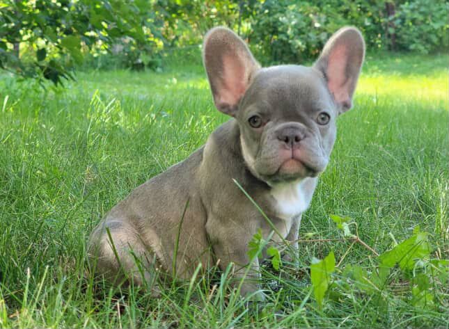 Щенки французского бульдога