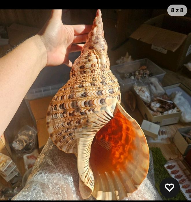Muszla róg Trytona olbrzym