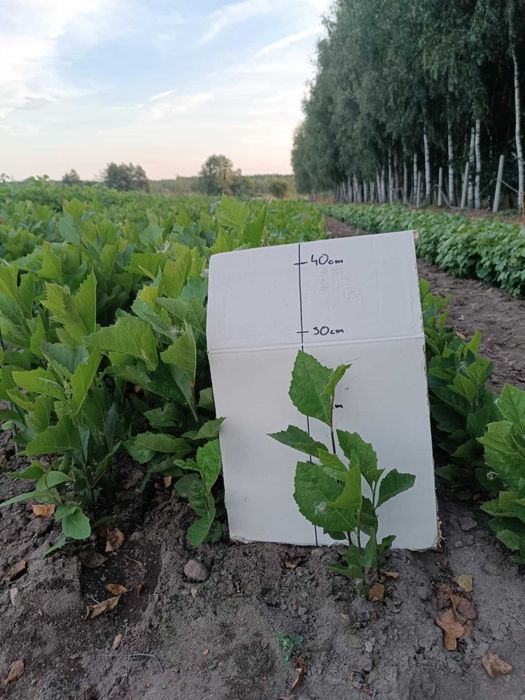 PLATAN KLONOLISTNY Platanus acerifolia 30-50