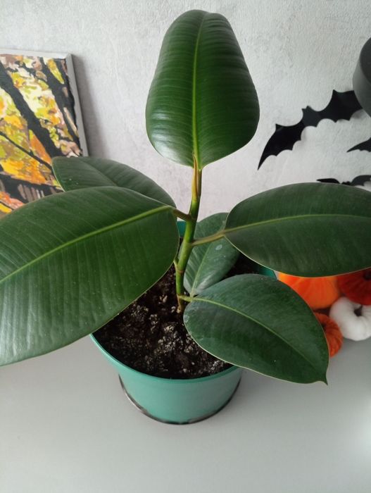 Фікус сортовий широколистний дешево