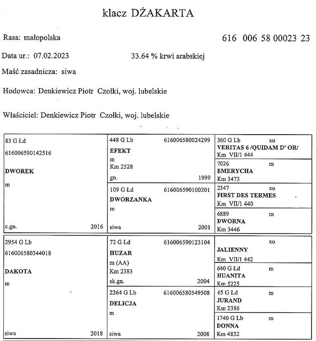 Klacz małopolska Dżakarta