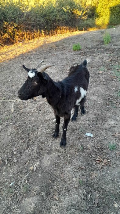 Casal de cabras novas