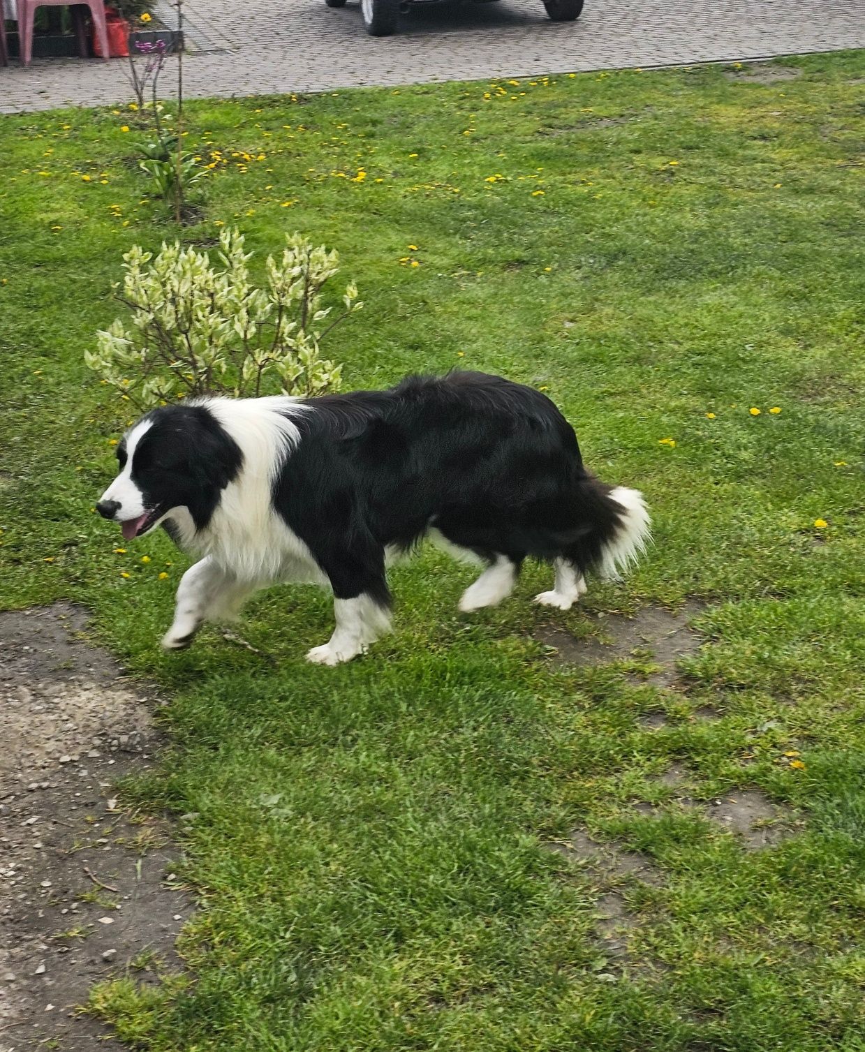 Border Collie z rodowodem