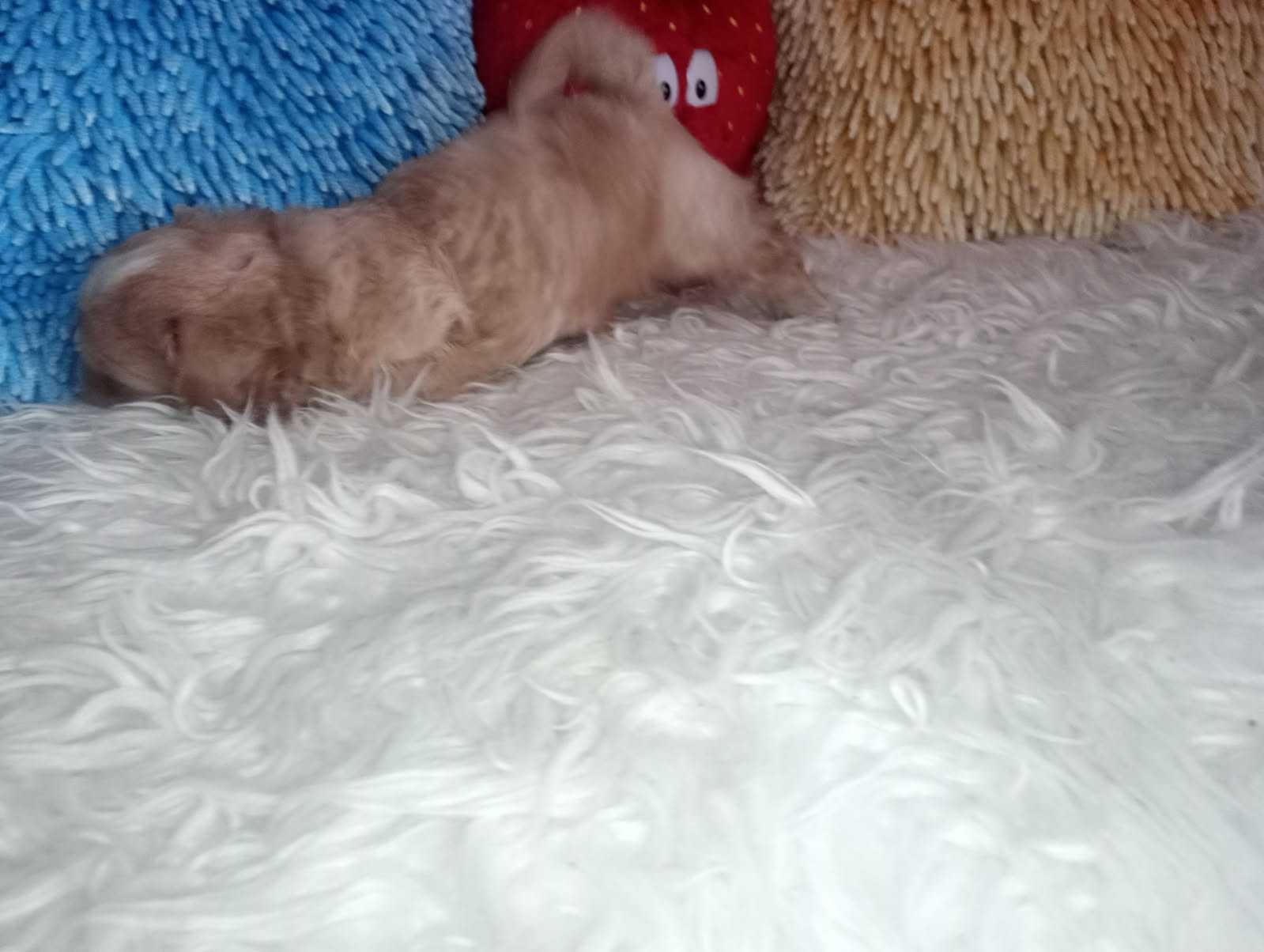 Maltipoo - piesek miniaturowy
