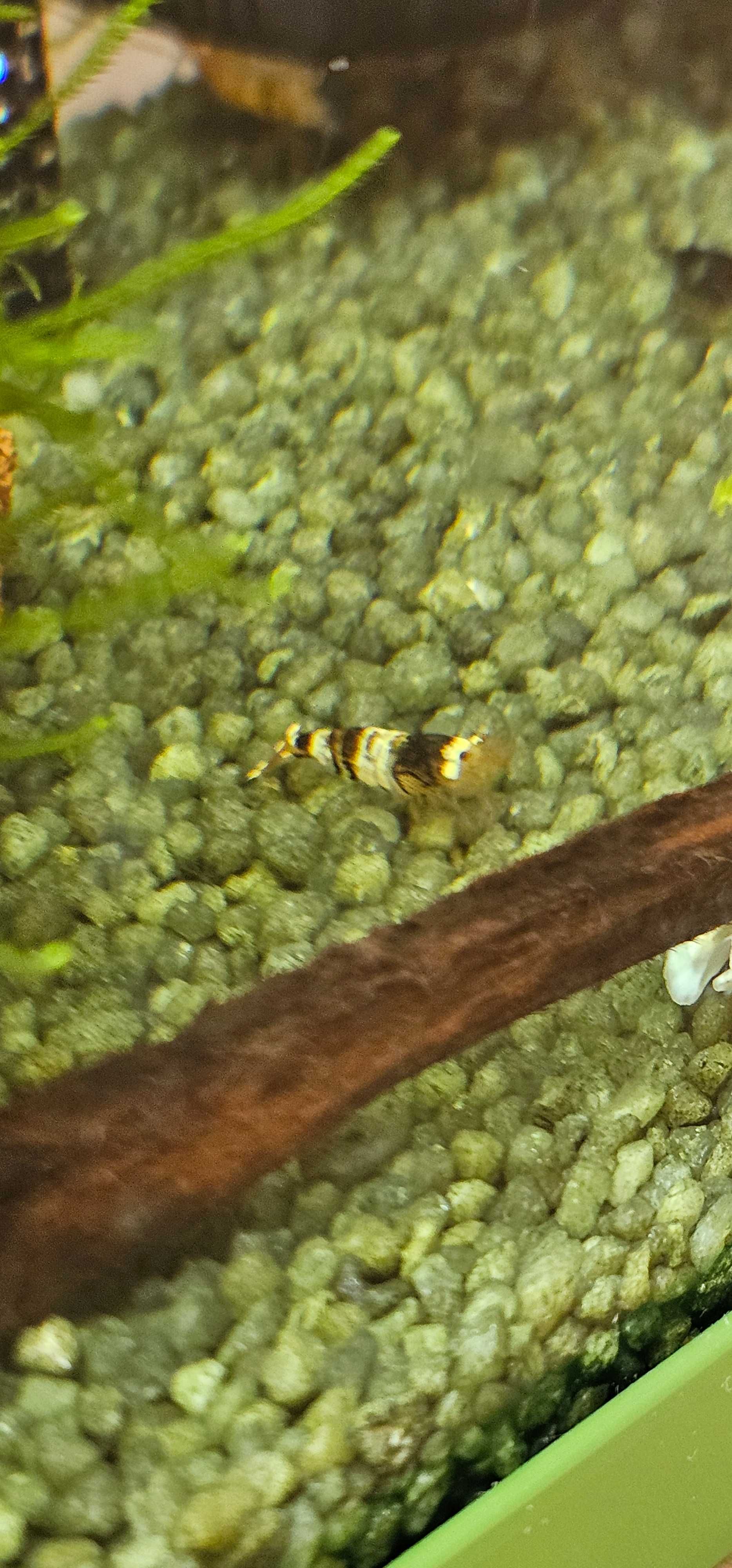 Caridina cf. Cantonensis- black crystal CBS grade B/C