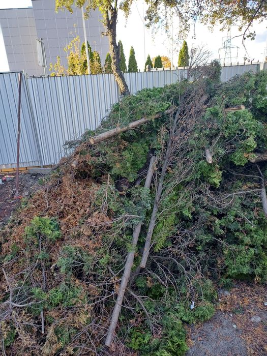 Oddam drewno na opał