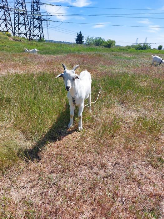 Продам дойную козочку и козлят ,обращаться по номеру +38 0664869041