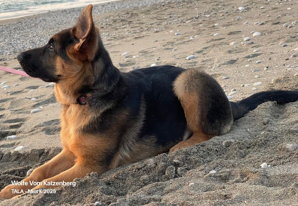 Owczarek niemiecki krótkowłosy SZCZENIAK - ojciec Mistrz Świata Junior