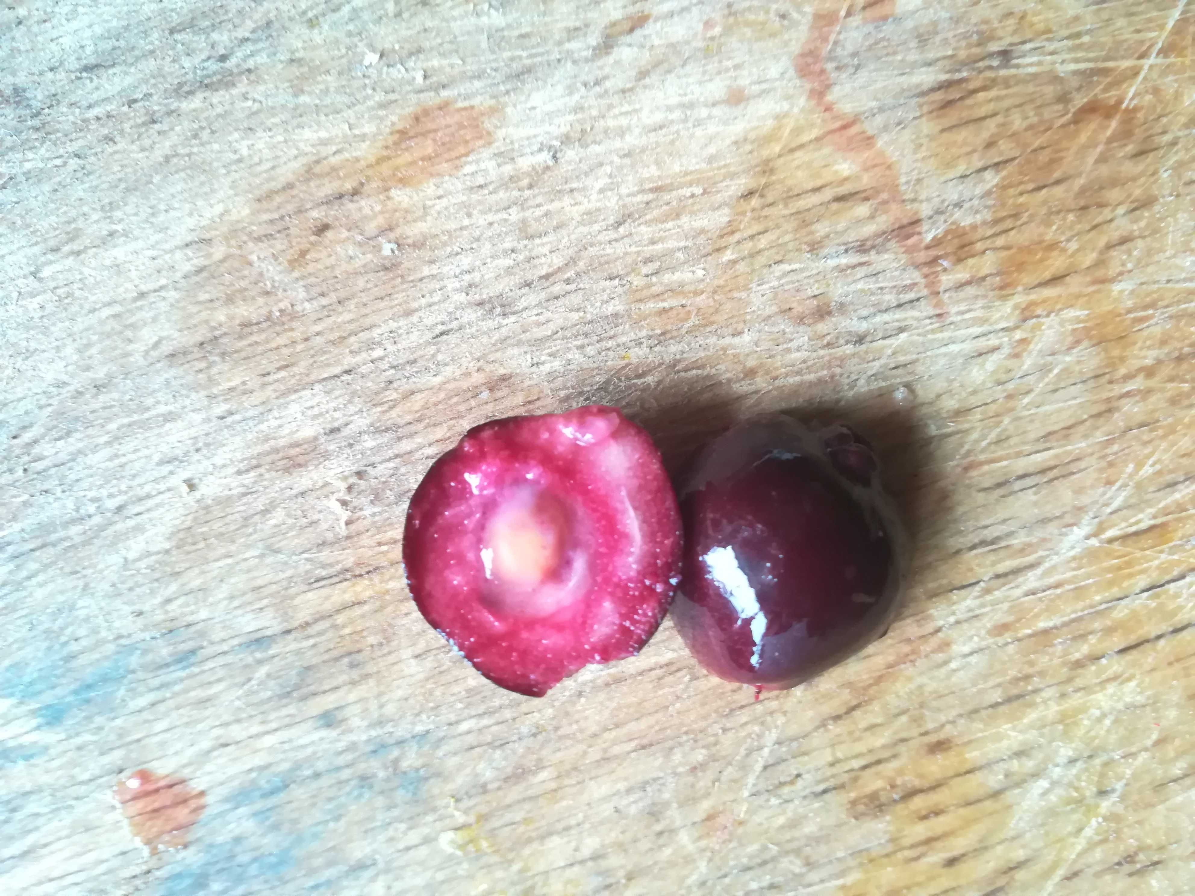 Araça Una (Roxo) – Psidium myrtoides