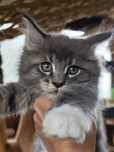 Maine Coon LIAM Ashantu*PL  piękny kocurek