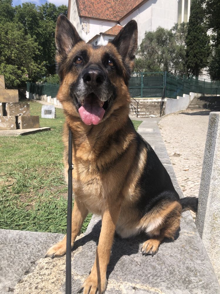 Petsitter / Estadias familiares