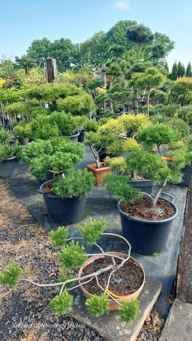 Rośliny formowane, Niwaki,Bonsai JEŁOWA GOŁĘBIOWSCY