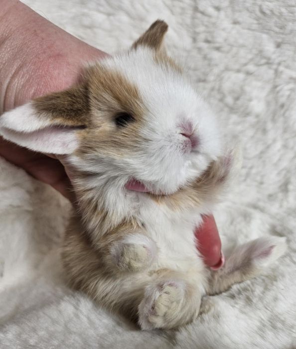 Królik Mini Lop do hodowli geny Niemieckie, Francuskie plus klatki