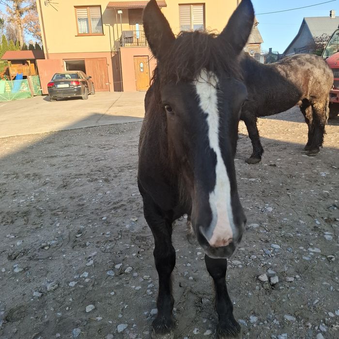 Źrebak  klacz 10 miesięcy