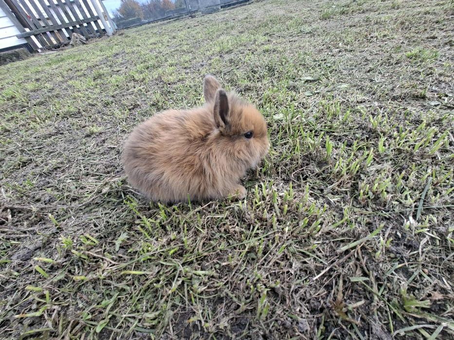 Sprzedam 4 króliki miniaturki