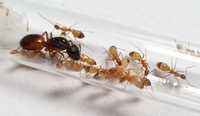 Camponotus sanctus муравьи формикарий ферма