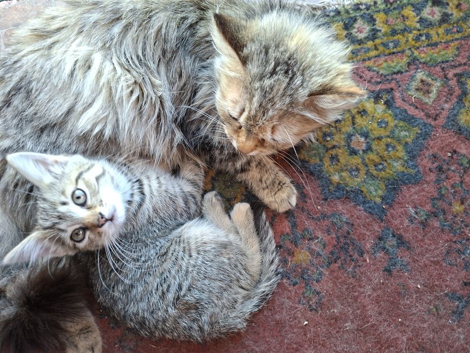 Отдам котёнка в добрые руки