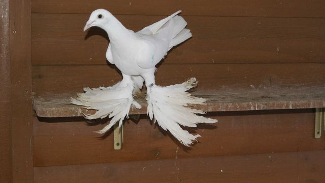 Bocian bociany dolnośląskie  samiec 2022 gołębie ozdobne