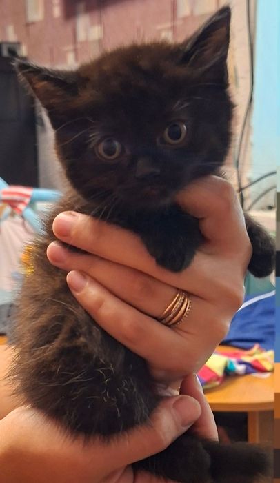 Продам шотландских котят.
