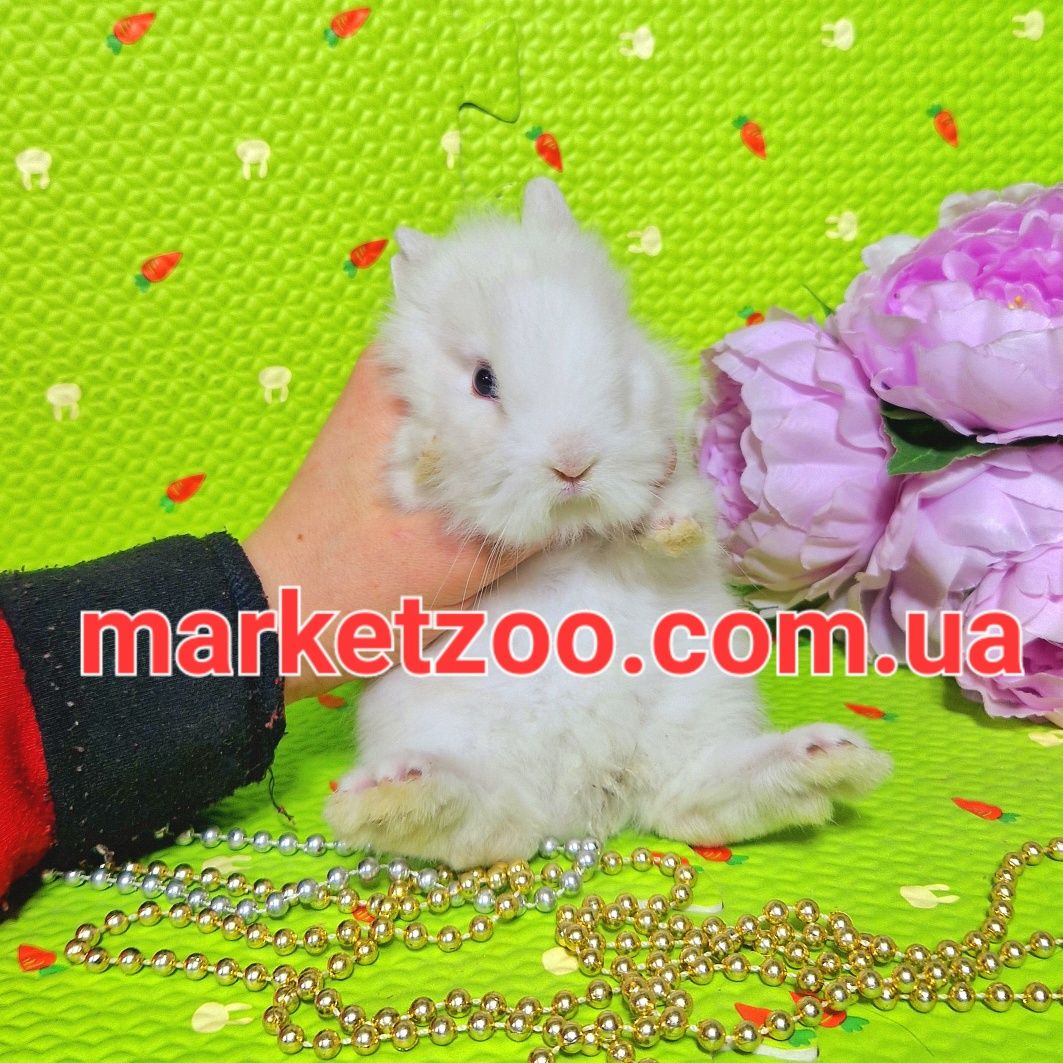 мини мiнi mini lionhead карликовый карликовые кролик кролики