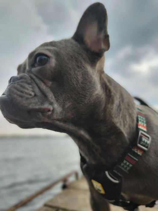 Отдам собаку в добрые руки