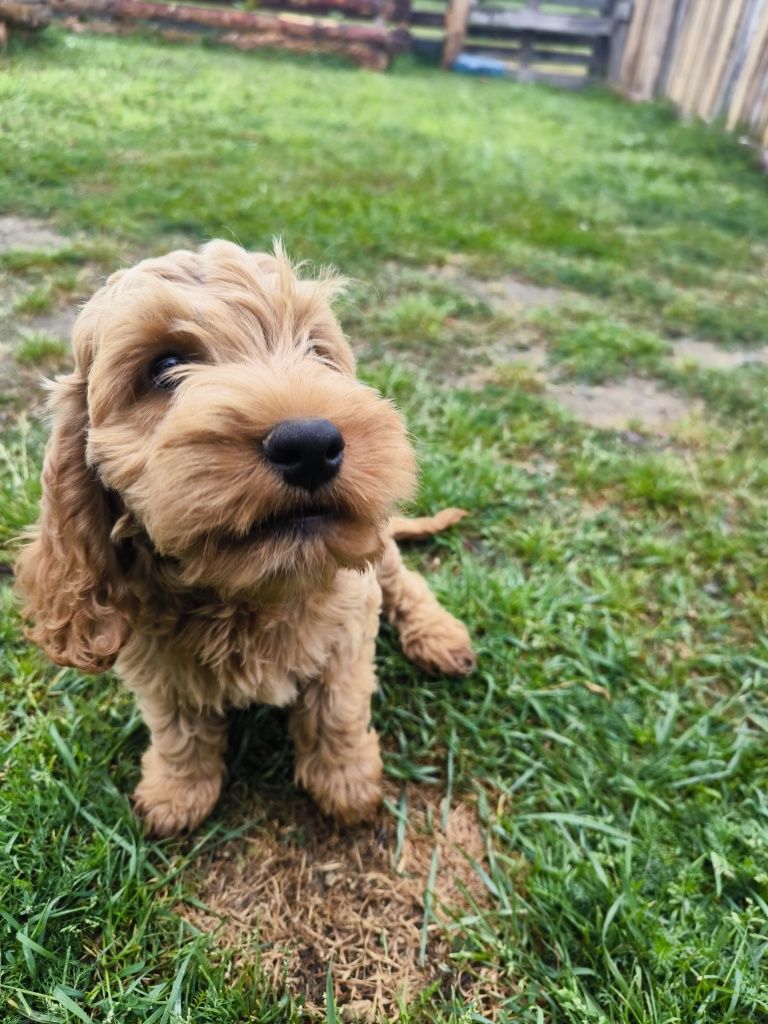 Cockapoo F1 Śliczny chłopak-BADANIA