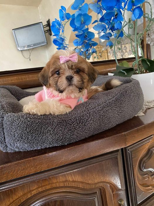 Urocza sunia shih tzu miniaturowa