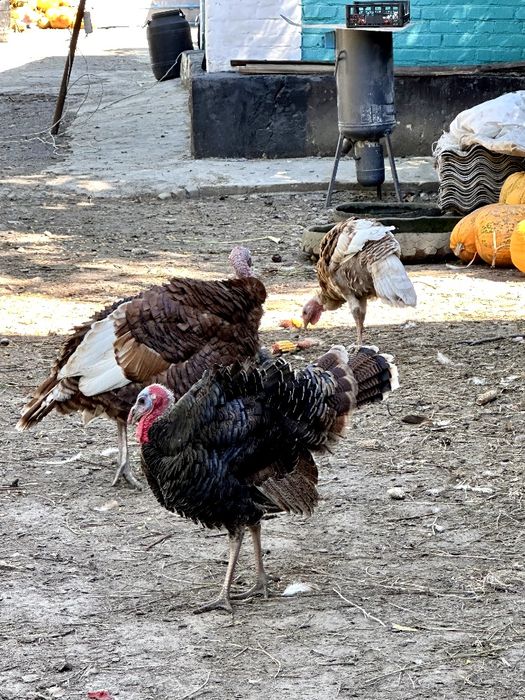 Самці індик , индюк