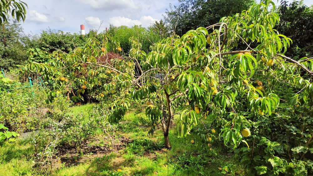 Działka ROD "Nad Jeziorem"