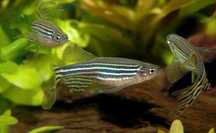 Danio Pręgowane - Sklep Zoologiczny