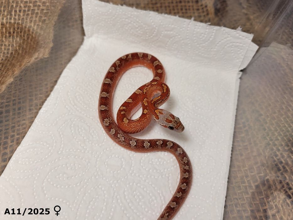 Wąż zbożowy Bloodred Pied