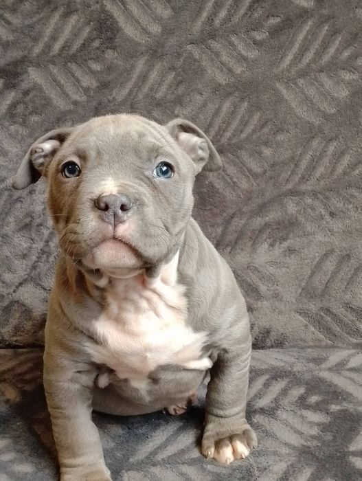 Szczeniak American Staffordshire terrier