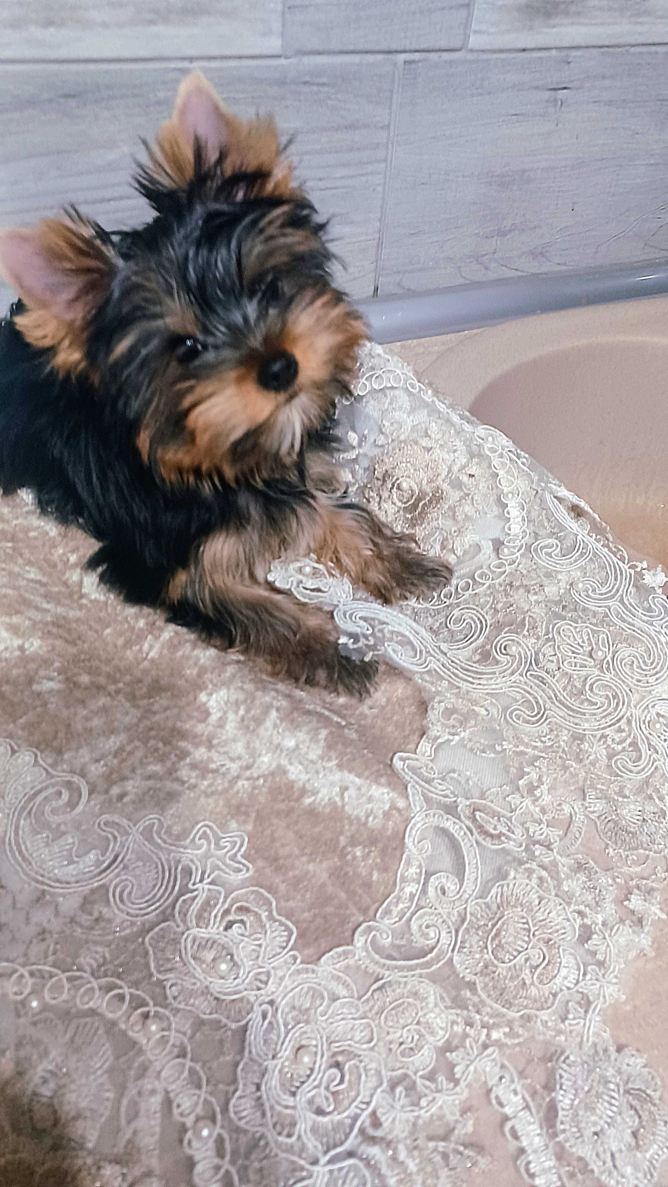 Yorkshire Terrier York York