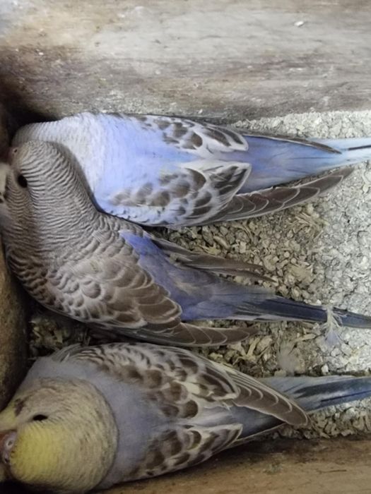 Casal de periquiros de poupa + 3 filhotes ja grandes