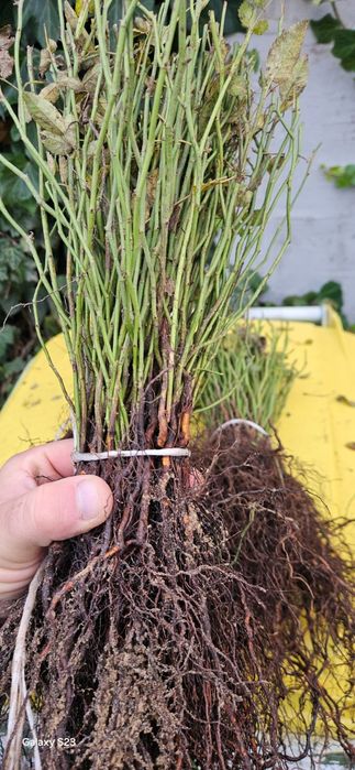 Podkładka róży pikówka multiflora