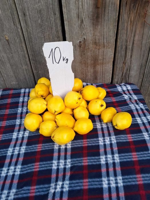 pigwa owoc Pigwa pigwy nie pigwowiec