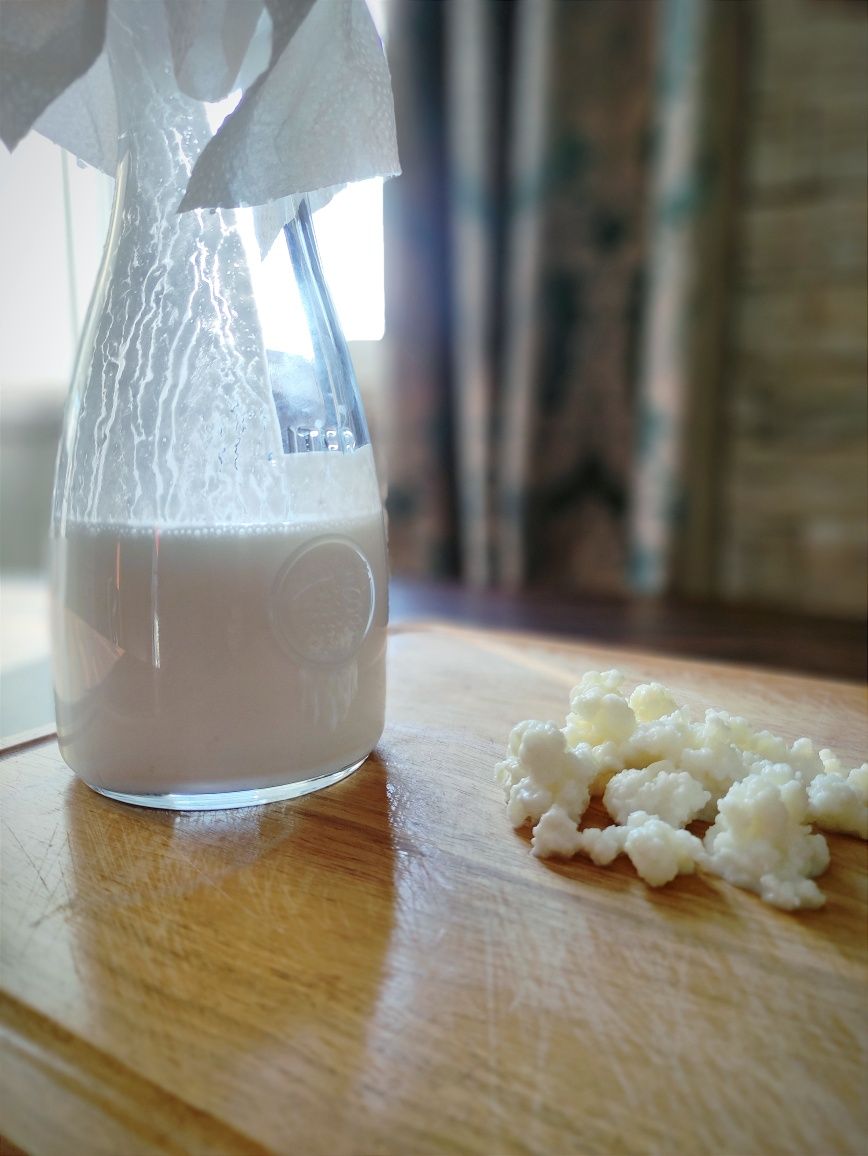 Kefir \ Quefir \ kephir de Leite