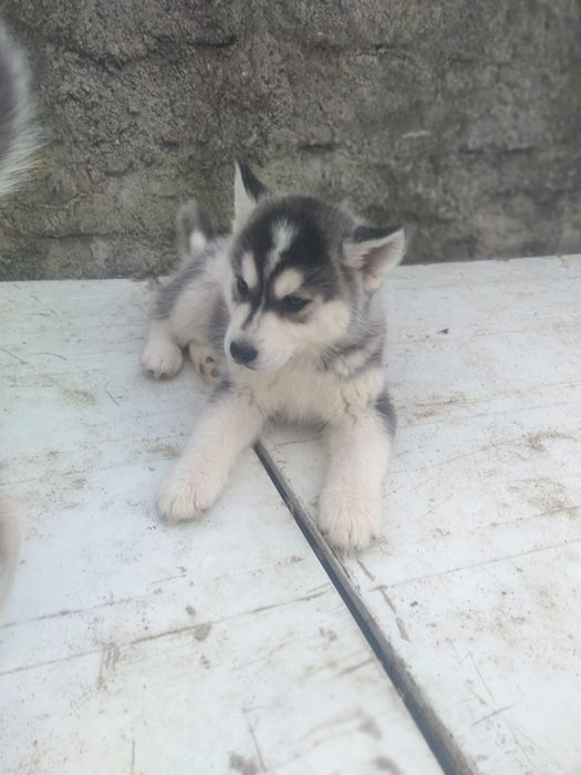 Husky siberiano c/lop pedigree c.p .canicultura