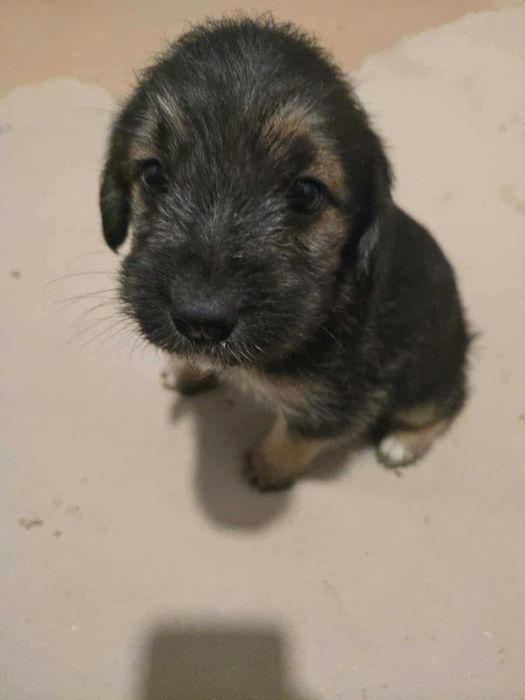 Oddam pieski w dobre