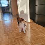 Jack Russell Terrier