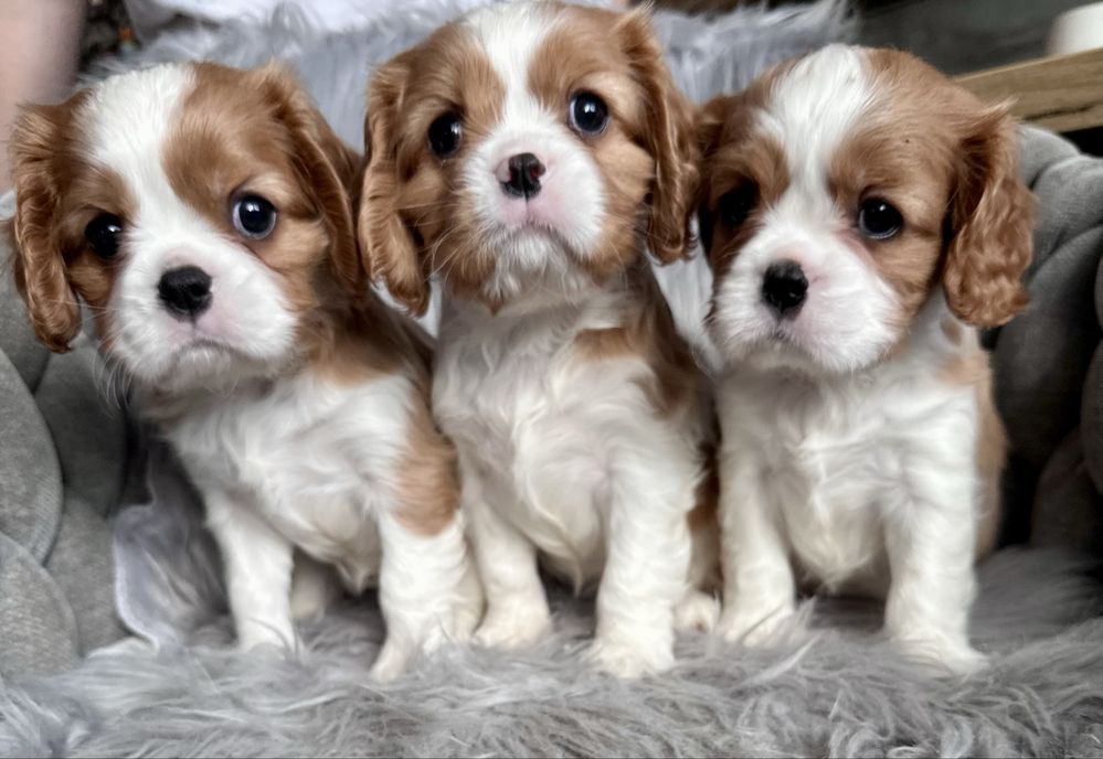 Dziewczynka cavalier king charles spaniel