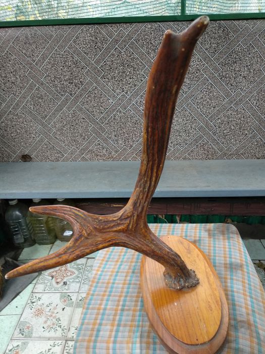 Рога лося вешалка