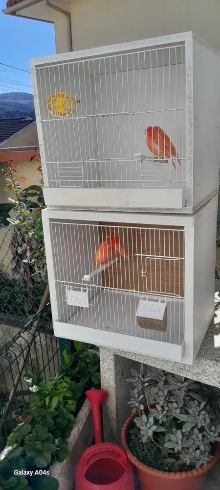 2 casais de Canários e 2 gaiolas