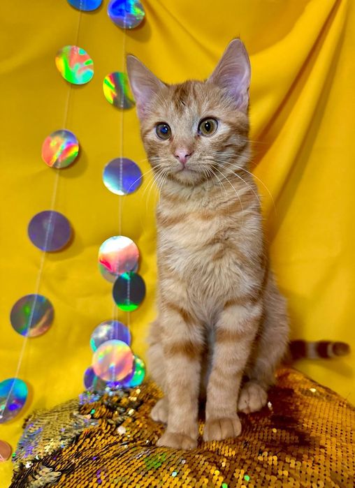 Рыжий котенок 7 месяцев