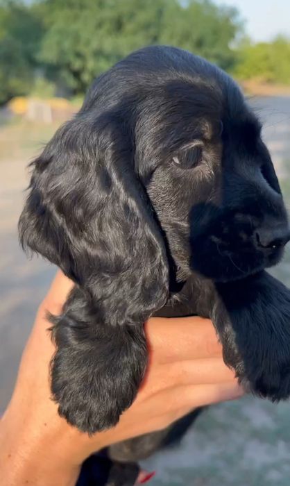 Поспішайте залишились плюшеві хлопчики Кокер Спанієль!Акція! Є хлопчик