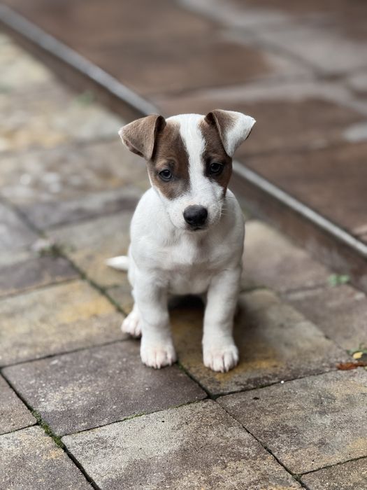 Джек Рассел дівчинка,чистокровноі породи