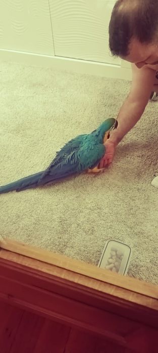 Vendo Arara Ararauna
