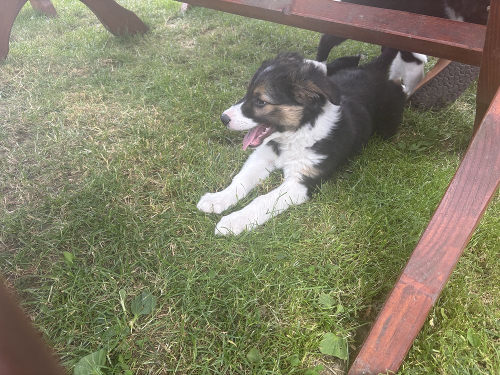 Sprzedam szczeniaka Border Collie