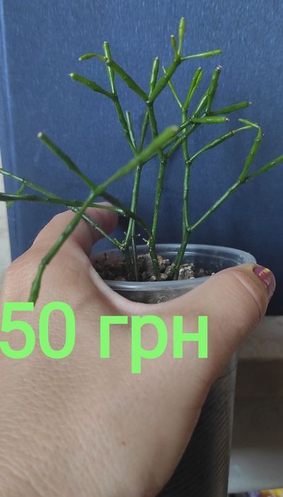 Різдвяник калла, дріміопсис, молочай, сансевієрія, фікус, хатіора, как